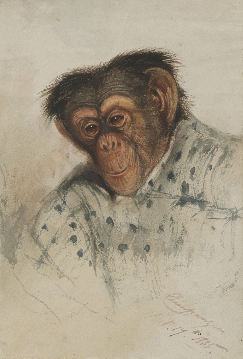 Chimpansee hoofd door Edward Lear
