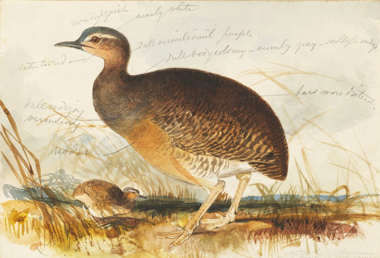 Waterhoen door Edward Lear