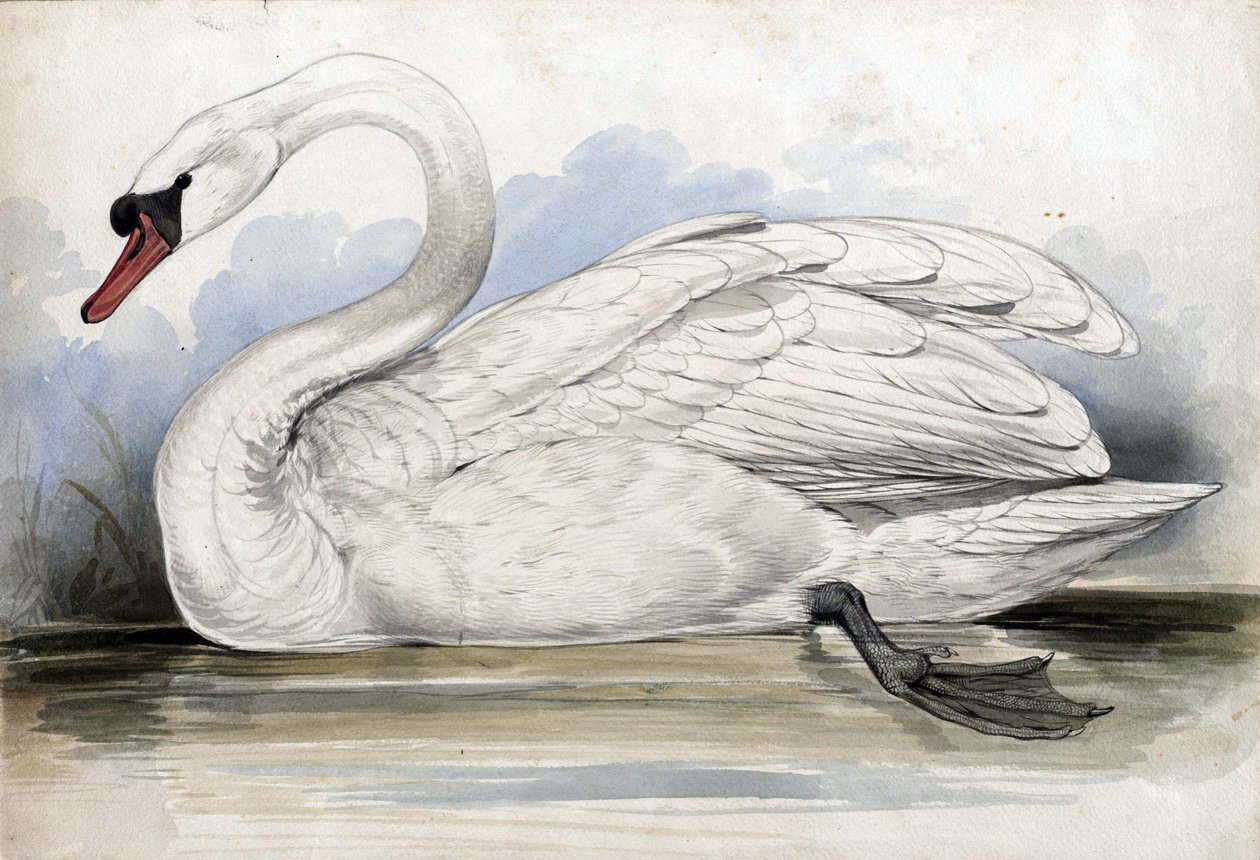 Zwaan door Edward Lear
