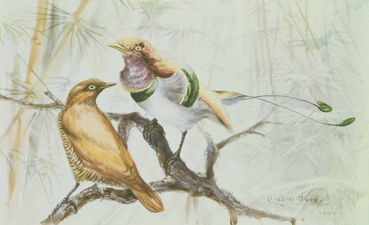 Koningsvogel van het Paradijs, 1909 door Edward Adrian Wilson