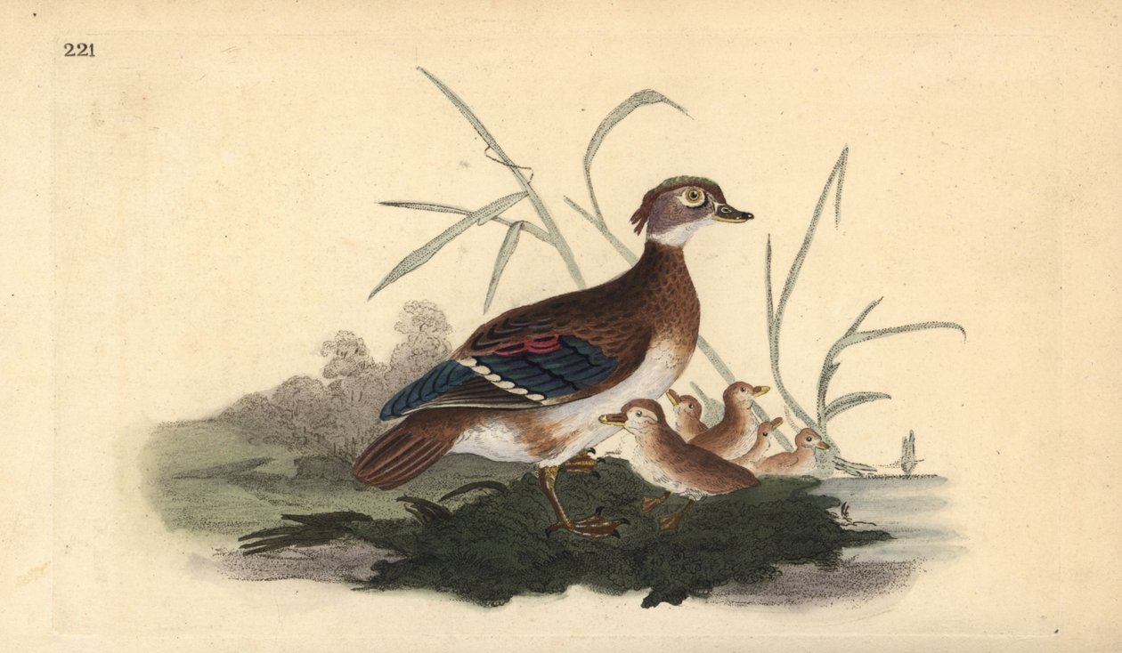 Carolina-eend (vrouwelijk en jong). Handgekleurde kopergravure getekend en gegraveerd door Edward Donovan uit zijn Natural History of British Birds, Londen door Edward Donovan