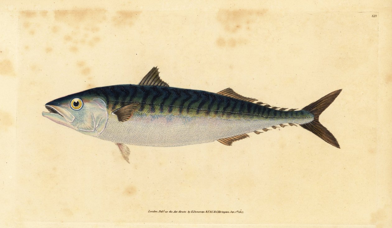 Atlantische makreel, Scomber scombrus door Edward Donovan
