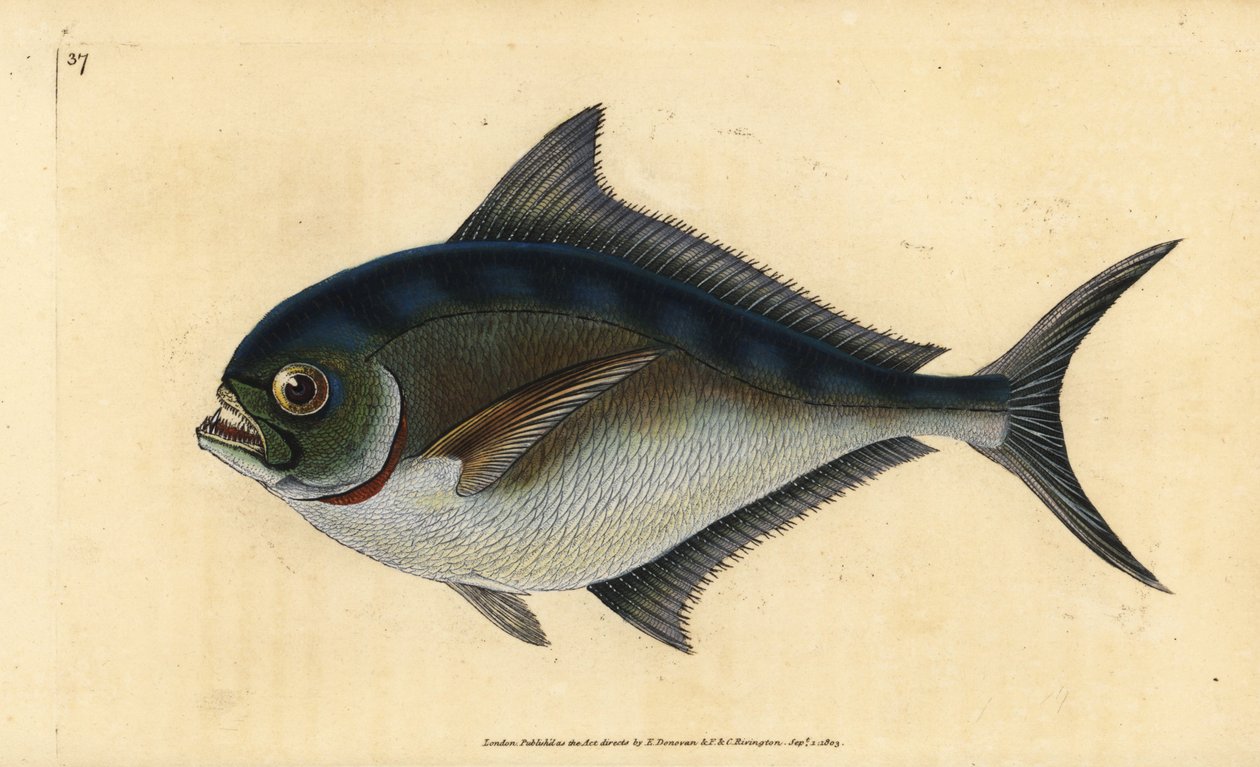 Atlantische tandbrasem, Brama brama door Edward Donovan