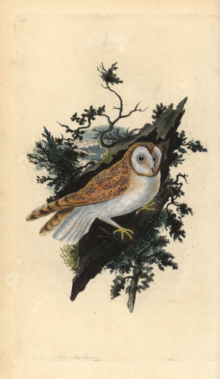 Kerkuil, Tyto alba door Edward Donovan