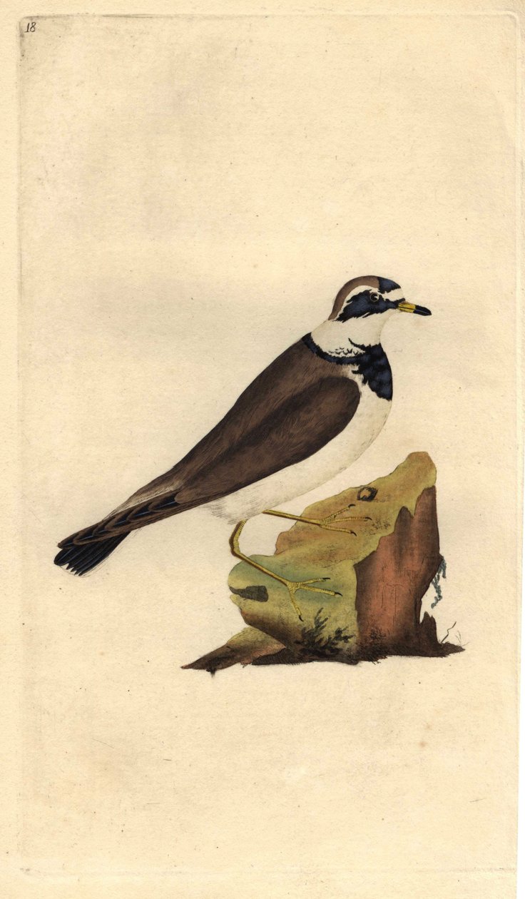 Bontbekplevier. Charadrius hiaticula. Kopergravure door Edward Donovan (1768-1837), gepubliceerd in Histoire naturelle des oiseaux britanniques, Londen door Edward Donovan