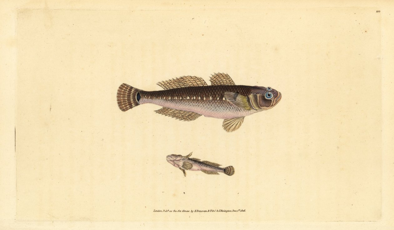 Zwarte grondel, Gobius niger door Edward Donovan