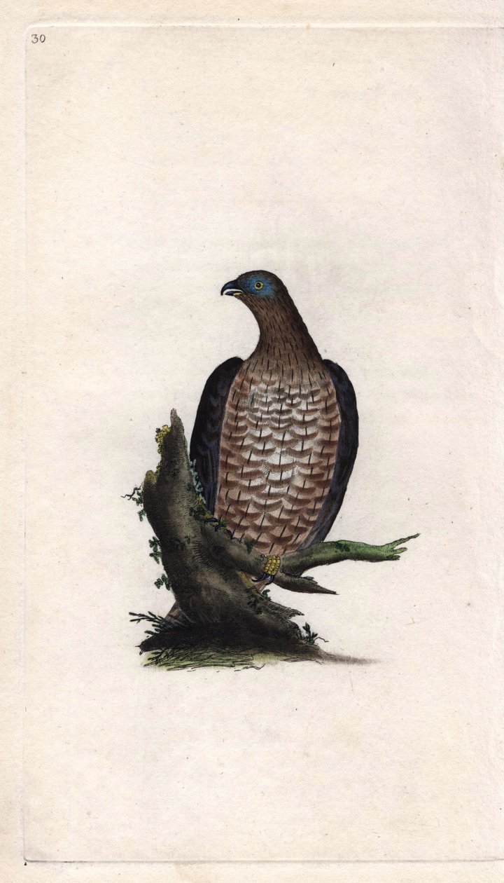 Wespendief. Pernis apivorus. Kopergravure door Edward Donovan (1768-1837), gepubliceerd in Histoire naturelle des oiseaux britanniques, Londen door Edward Donovan