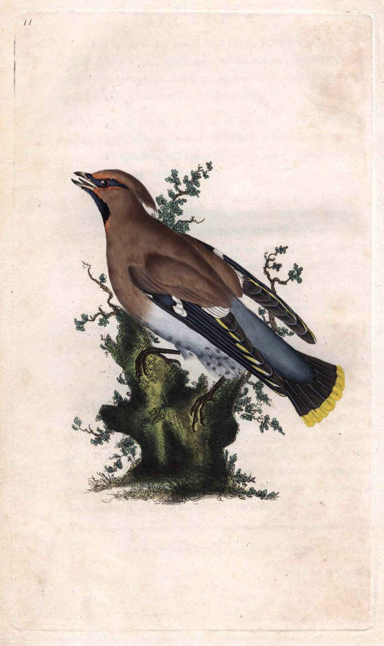Pestvogel, Bombycilla garrulus door Edward Donovan