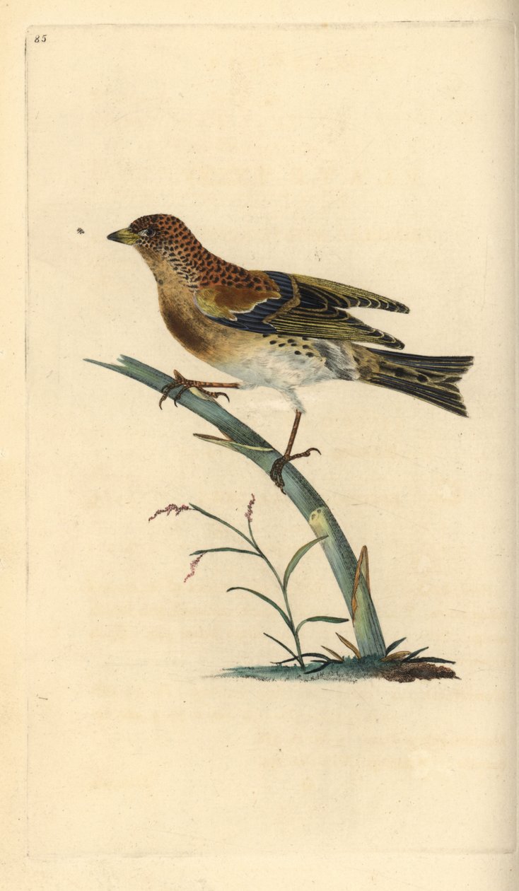 Keep, Fringilla montifringilla. Handgekleurde koperplaat getekend en gegraveerd door Edward Donovan uit zijn eigen Natural History of British Birds, Londen door Edward Donovan