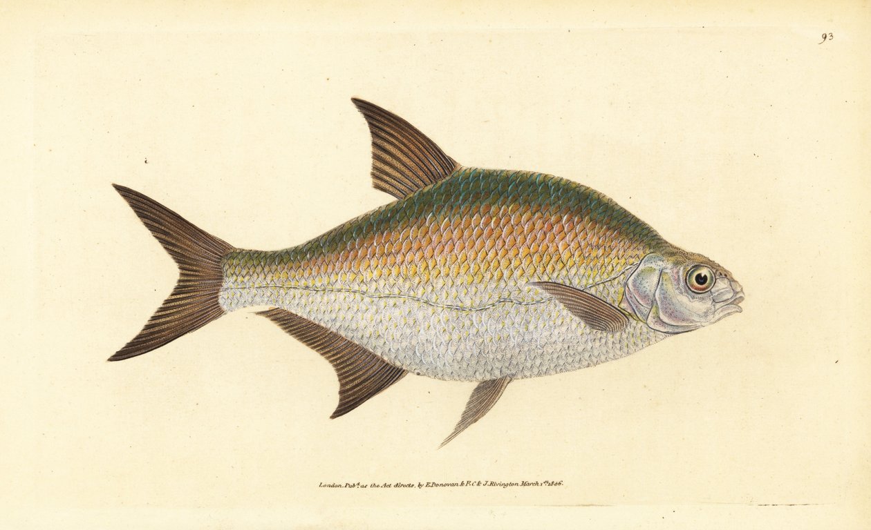 Brasem, Abramis brama (Cyprinus brama). Handgekleurde kopergravure getekend en gegraveerd door Edward Donovan uit zijn Natural History of British Fishes, Donovan en F.C. en J. Rivington, Londen door Edward Donovan