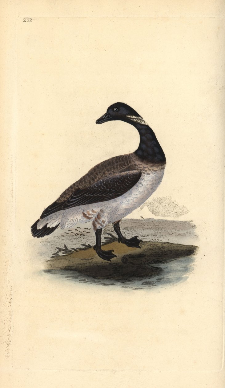 Rotgans, Branta bernicla. Handgekleurde koperplaat getekend en gegraveerd door Edward Donovan uit zijn eigen Natural History of British Birds, Londen door Edward Donovan