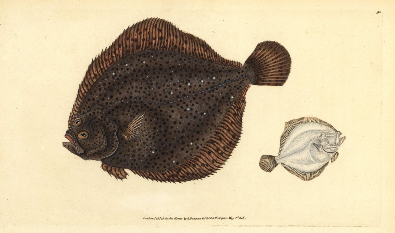Griet of parel, Scophthalmus rhombus (Pleuronectes rhombus). Handgekleurde kopergravure getekend en gegraveerd door Edward Donovan uit zijn Natural History of British Fishes, Donovan en F.C. en J. Rivington, Londen door Edward Donovan