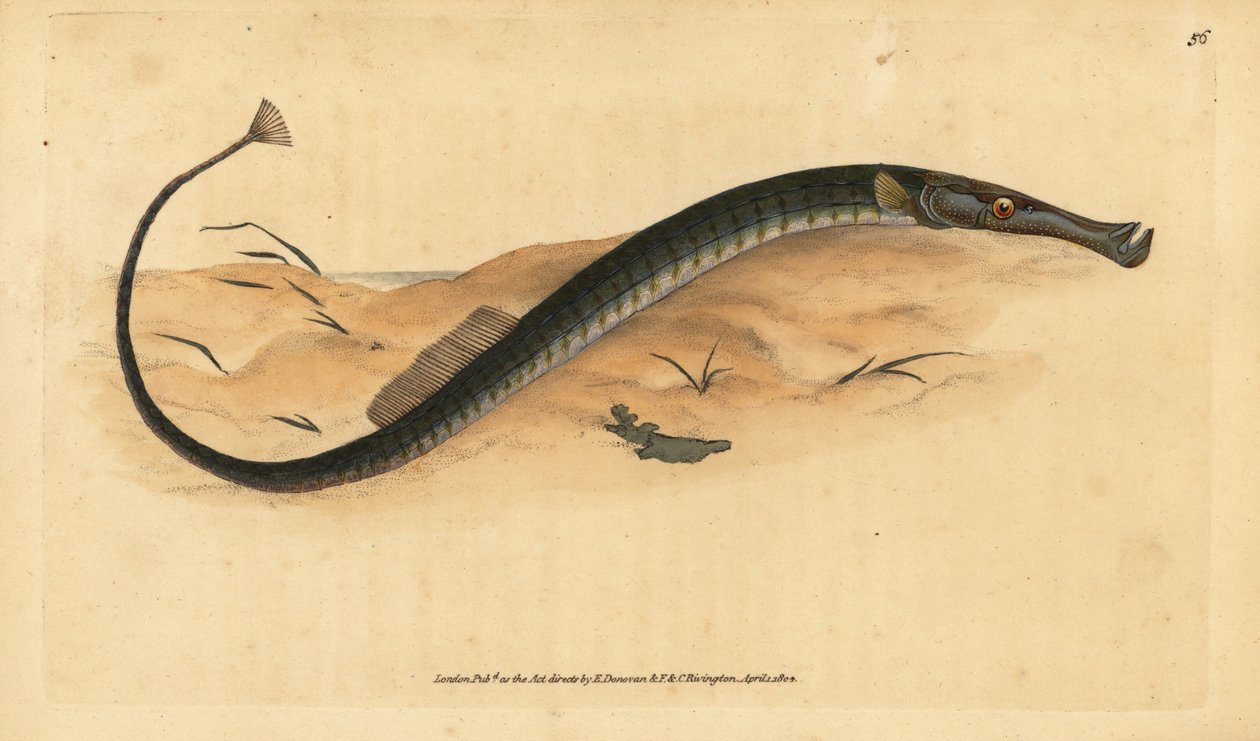 Breedneus of kortere zeenaald. Syngnathus typhle. Handgekleurde kopergravure getekend en gegraveerd door Edward Donovan uit zijn Natural History of British Fishes, Donovan en F.C. en J. Rivington, Londen door Edward Donovan