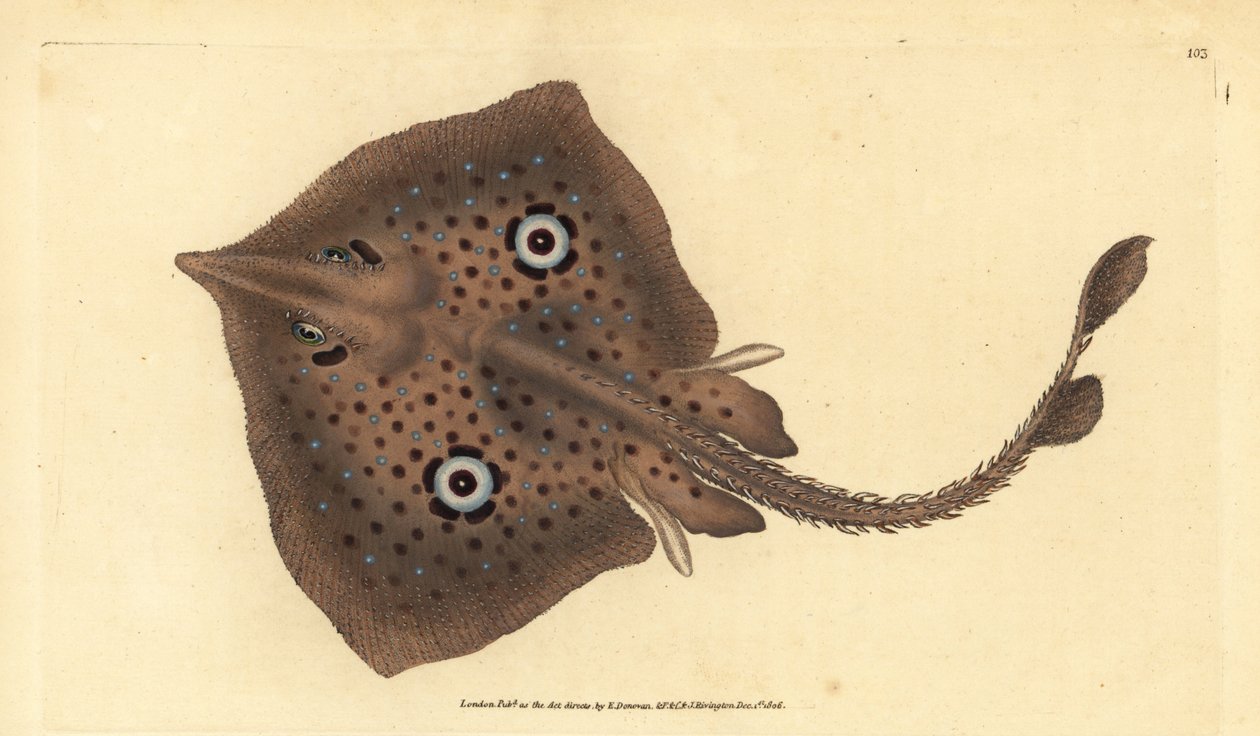 Bruine rog of spiegelrog, Raja miraletus. Handgekleurde koperplaat getekend en gegraveerd door Edward Donovan uit zijn Natural History of British Fishes, Donovan en F.C. en J. Rivington, Londen door Edward Donovan