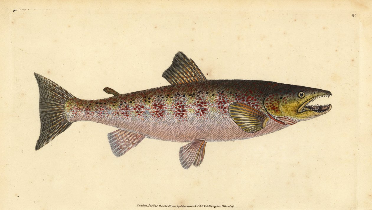 Beekforel, Salmo trutta fario door Edward Donovan