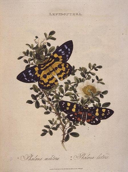 Vlinders: Phalaena Militaris, Phalaena Lectrix, uitgegeven door de kunstenaar door Edward Donovan