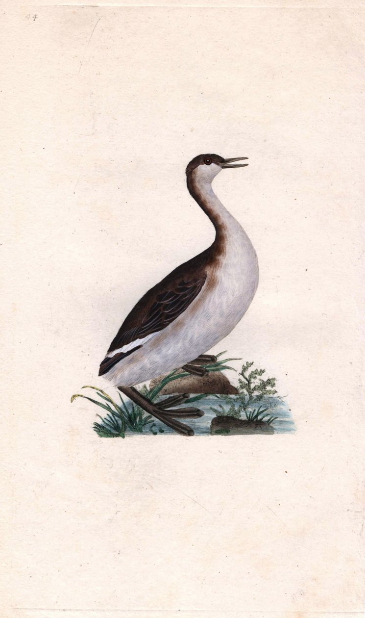 Dodaars, Tachybaptus ruficollis door Edward Donovan