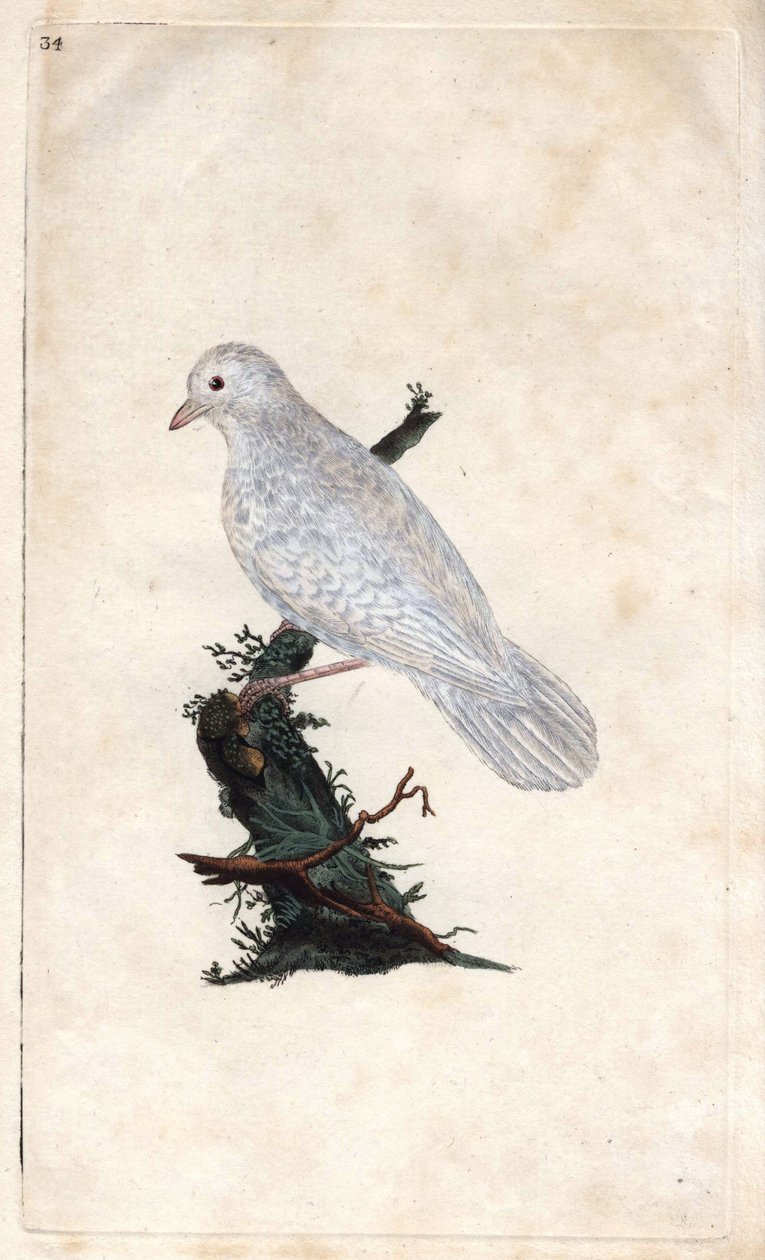Chenes gaai. Garrulus glandarius. Kopergravure door Edward Donovan (1768-1837), gepubliceerd in Histoire naturelle des oiseaux britanniques, Londen door Edward Donovan
