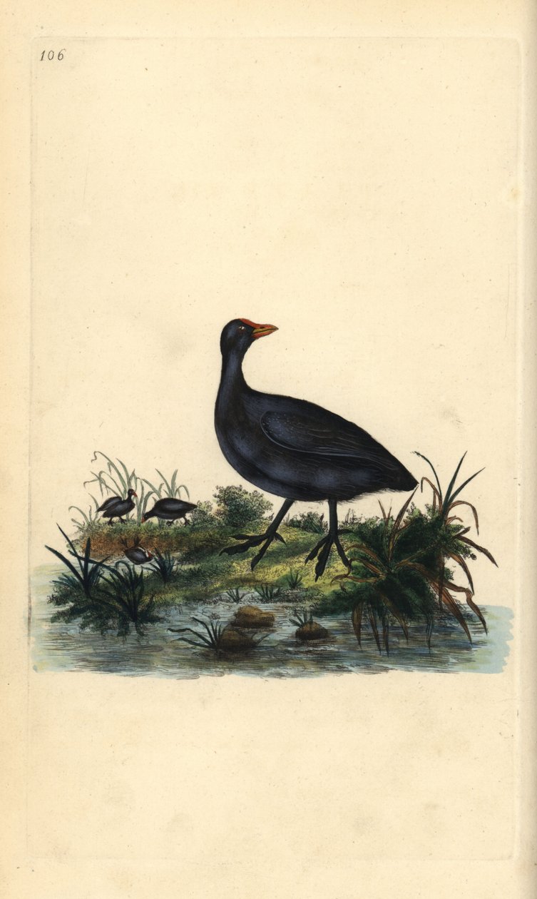 Meerkoet, Fulica atra door Edward Donovan