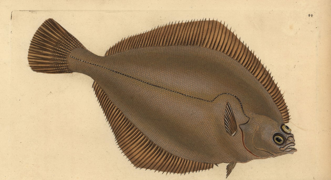 Schol, Limanda limanda (Pleuronectes limanda). Handgekleurde koperplaat getekend en gegraveerd door Edward Donovan uit zijn Natural History of British Fishes, Donovan en F.C. en J. Rivington, Londen door Edward Donovan