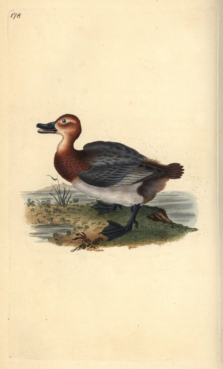 Tafeleend of roodkopwigeon, Aythya ferina (vrouwelijk) door Edward Donovan