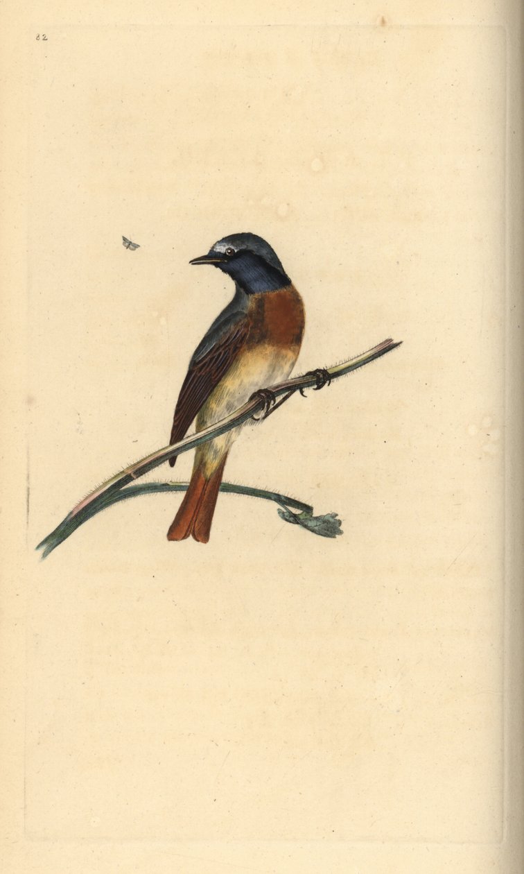 Gekraagde roodstaart, Phoenicurus phoenicurus. Handgekleurde koperplaat getekend en gegraveerd door Edward Donovan uit zijn eigen Natural History of British Birds, Londen door Edward Donovan