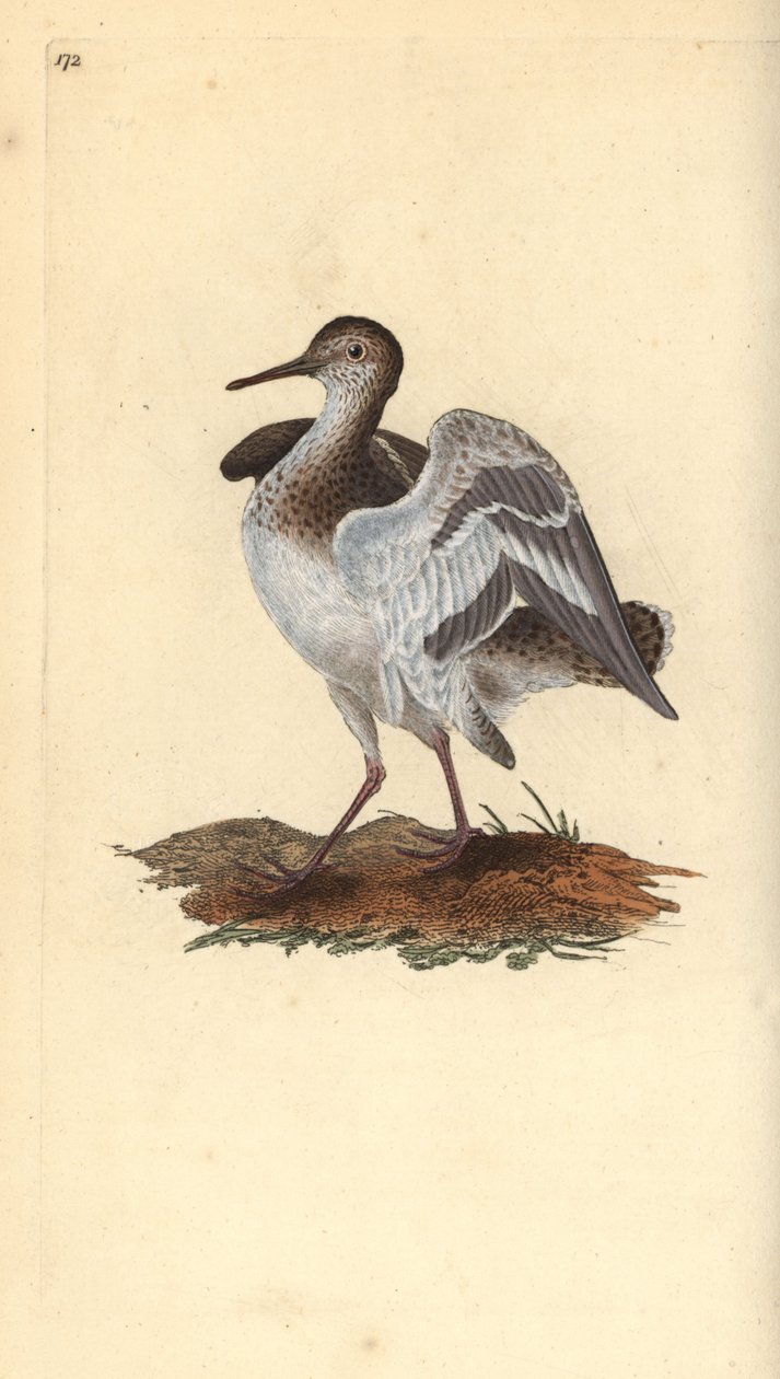Oeverloper, Actitis hypoleucos. Handgekleurde koperplaat getekend en gegraveerd door Edward Donovan uit zijn Natural History of British Birds, Londen door Edward Donovan