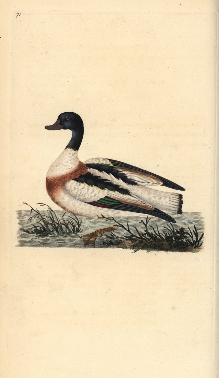 Bergeend, Tadorna tadorna door Edward Donovan