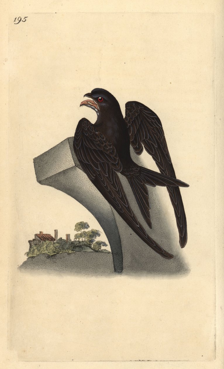 Gierzwaluw, Apus apus door Edward Donovan
