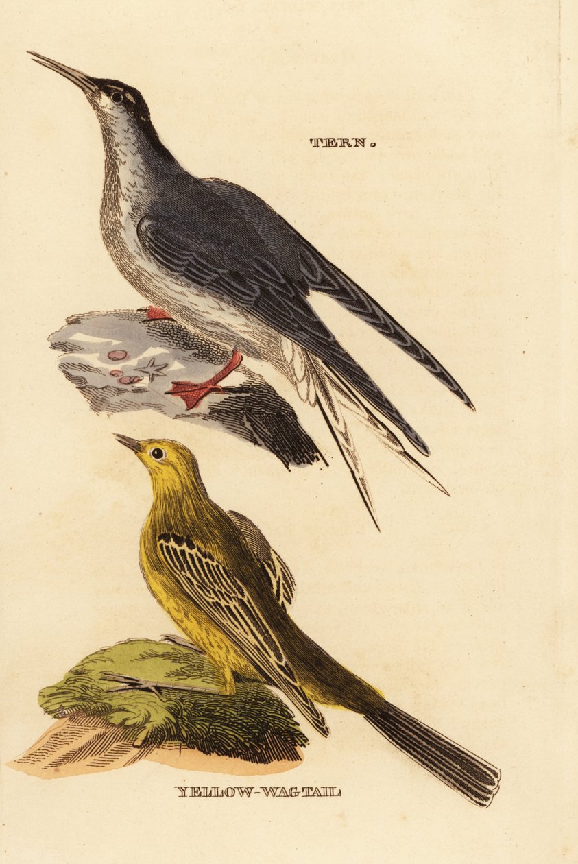 Visdief, Sterna hirundo, en gele kwikstaart, Motacilla flava door Edward Donovan