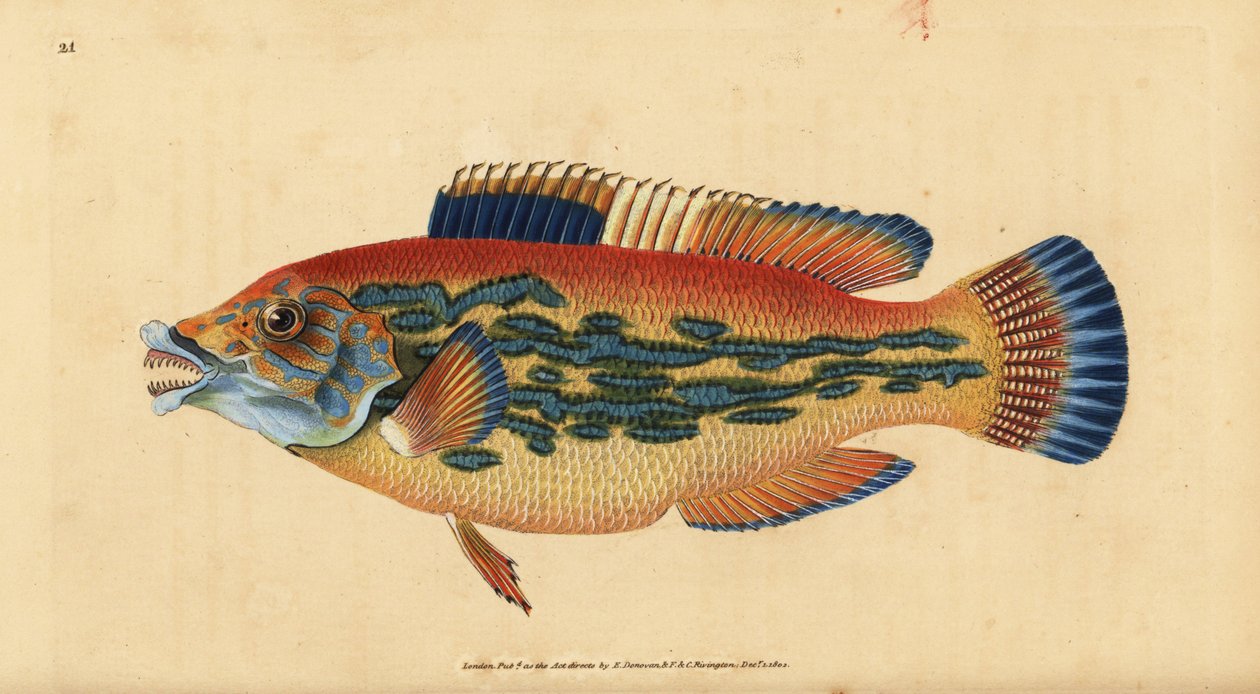 Koekoeklipvis, Labrus mixtus (Gestreepte lipvis, Labrus variegatus). Handgekleurde koperplaat getekend en gegraveerd door Edward Donovan uit zijn Natural History of British Fishes, Donovan en F.C. en J. Rivington, Londen door Edward Donovan