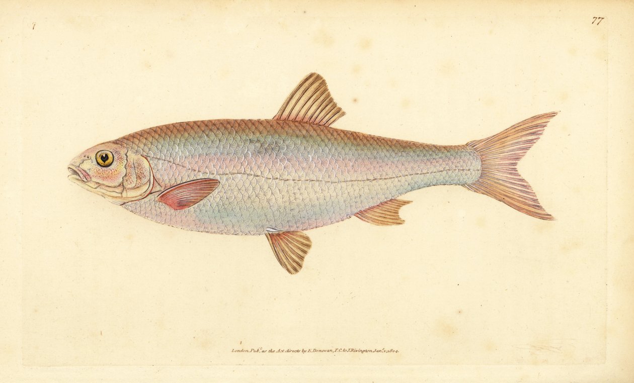 Winde, Leuciscus leuciscus (Cyprinus leuciscus). Handgekleurde kopergravure getekend en gegraveerd door Edward Donovan uit zijn Natural History of British Fishes, Donovan en F.C. en J. Rivington, Londen door Edward Donovan