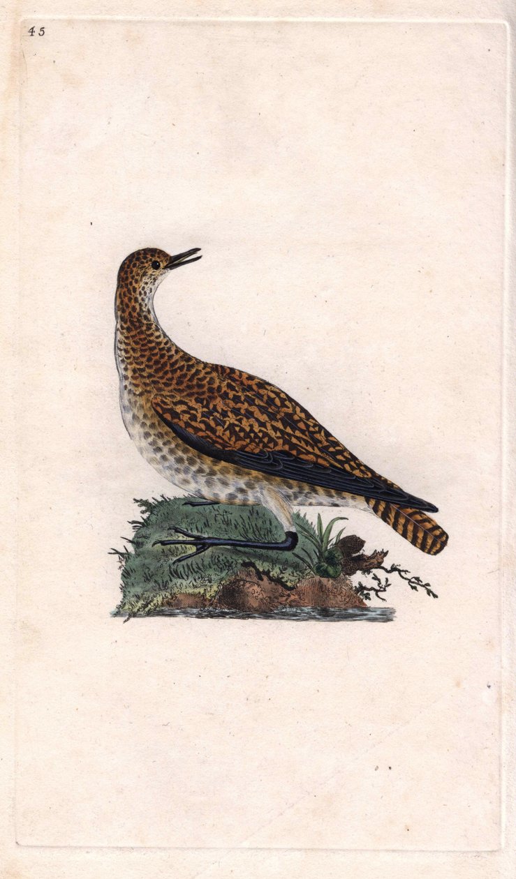 Goudplevier, Pluvialis apricaria door Edward Donovan