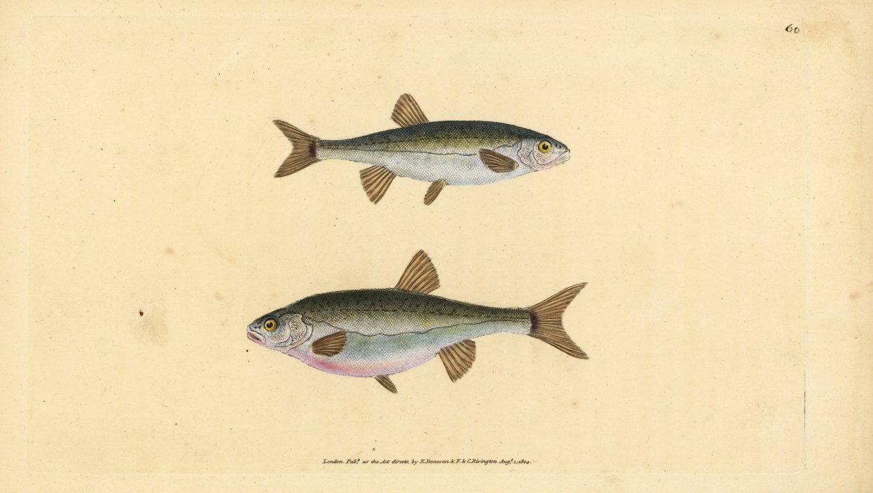 Eurasische elrits, Phoxinus phoxinus (Elrits, Cyprinus phoxinus). Handgekleurde koperplaat getekend en gegraveerd door Edward Donovan uit zijn Natural History of British Fishes, Donovan en F.C. en J. Rivington, Londen door Edward Donovan