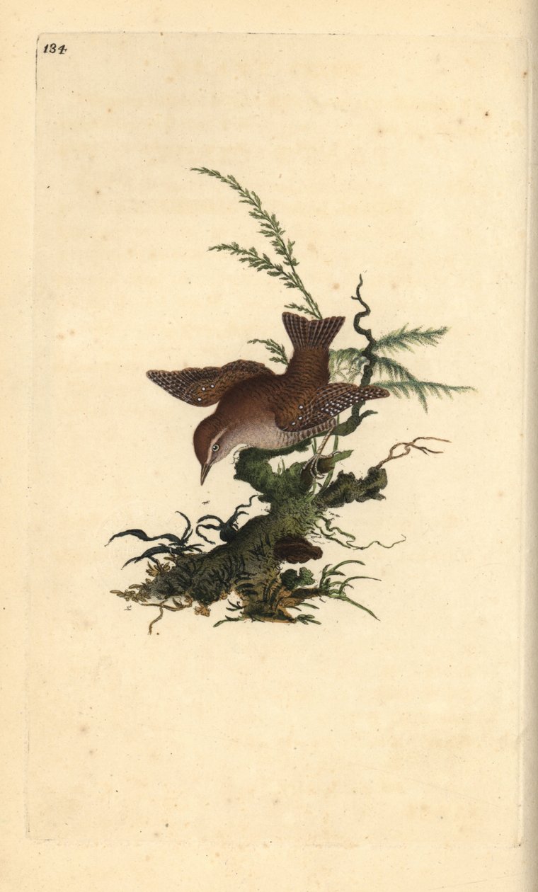 Winterkoning, Troglodytes troglodytes door Edward Donovan