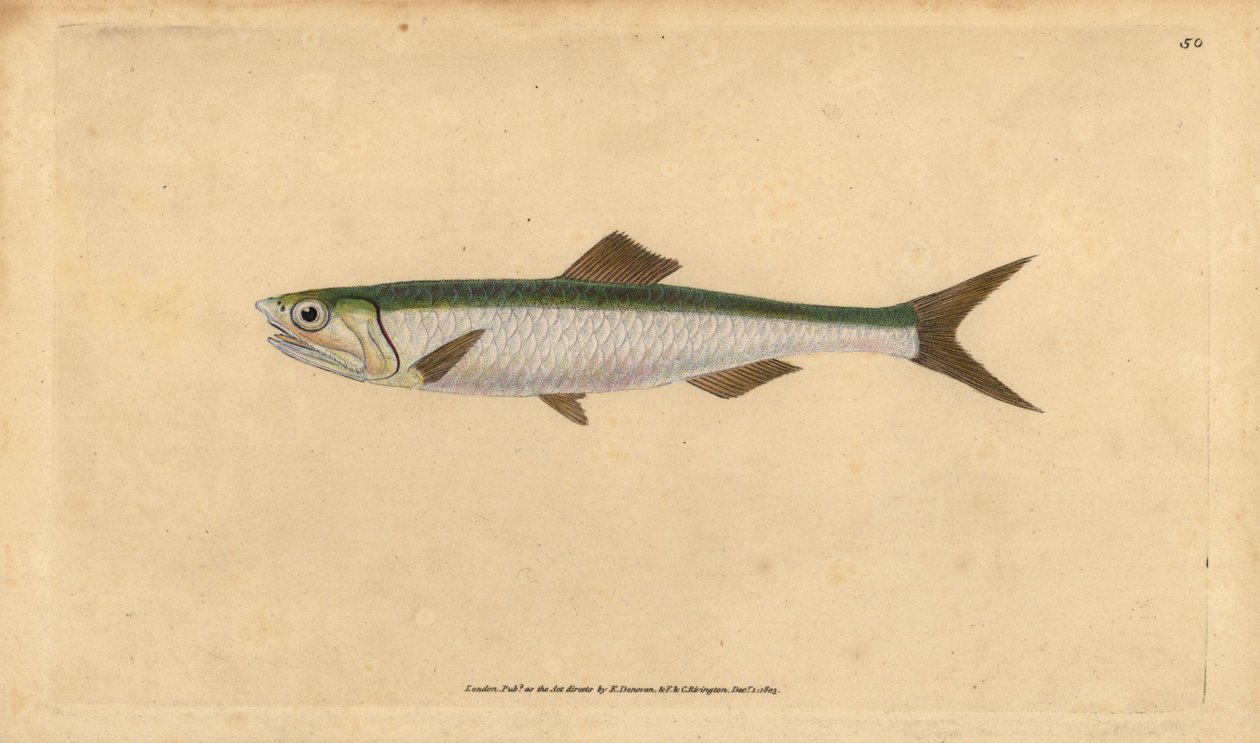 Europese ansjovis, Engraulis encrasicolus. Handgekleurde kopergravure getekend en gegraveerd door Edward Donovan uit zijn Natural History of British Fishes, Donovan en F.C. en J. Rivington, Londen door Edward Donovan