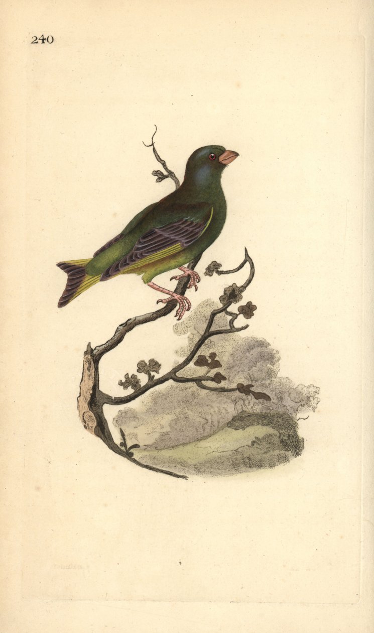 Groenling, Carduelis chloris. Handgekleurde koperplaat getekend en gegraveerd door Edward Donovan uit zijn Natural History of British Birds, Londen door Edward Donovan