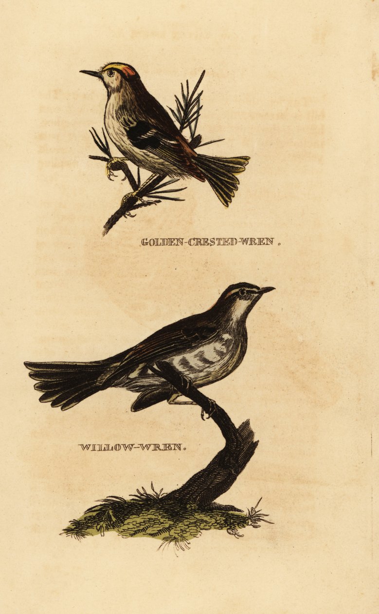 Goudhaan, Regulus regulus, en fitis, Phylloscopus trochilus door Edward Donovan
