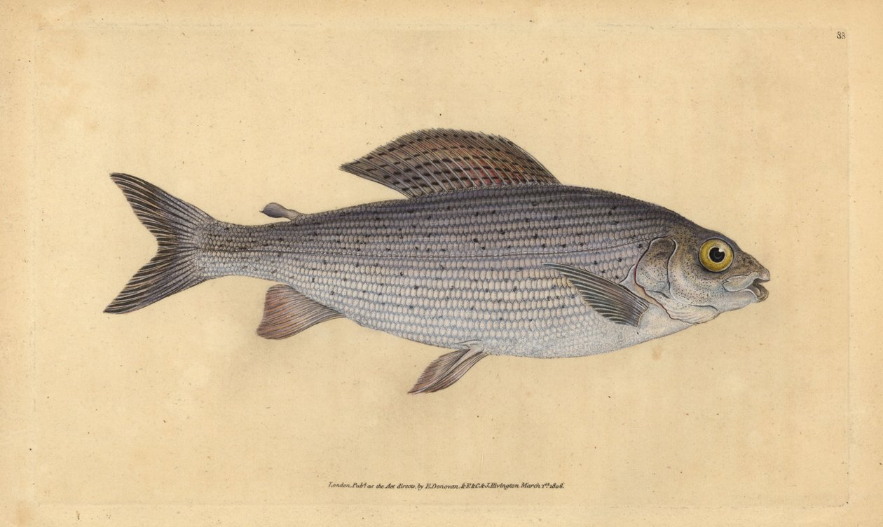 Vlagzalm, Thymallus thymallus (Salmo thymallus). Handgekleurde koperplaat getekend en gegraveerd door Edward Donovan uit zijn Natural History of British Fishes, Donovan en F.C. en J. Rivington, Londen door Edward Donovan