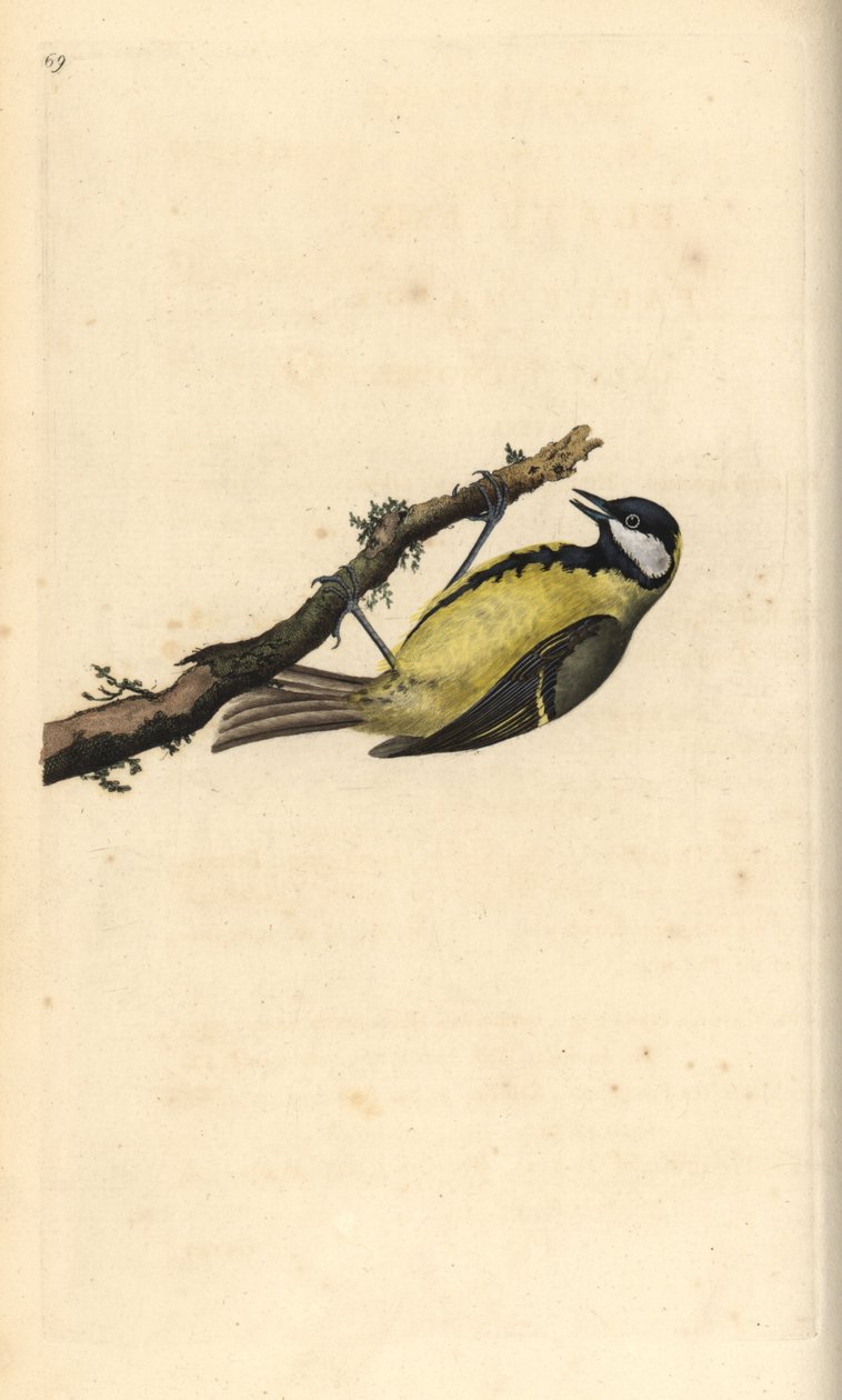 Koolmees, Parus major door Edward Donovan