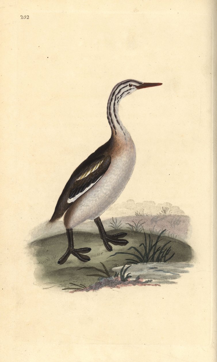 Fuut, Podiceps cristatus. Handgekleurde koperplaat getekend en gegraveerd door Edward Donovan uit zijn eigen “Natural History of British Birds,” Londen door Edward Donovan