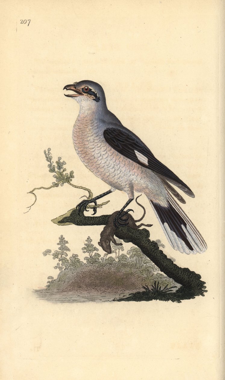 Klapekster (vrouwelijk), Lanius excubitor. Handgekleurde koperplaat getekend en gegraveerd door Edward Donovan uit zijn eigen Natural History of British Birds, Londen door Edward Donovan