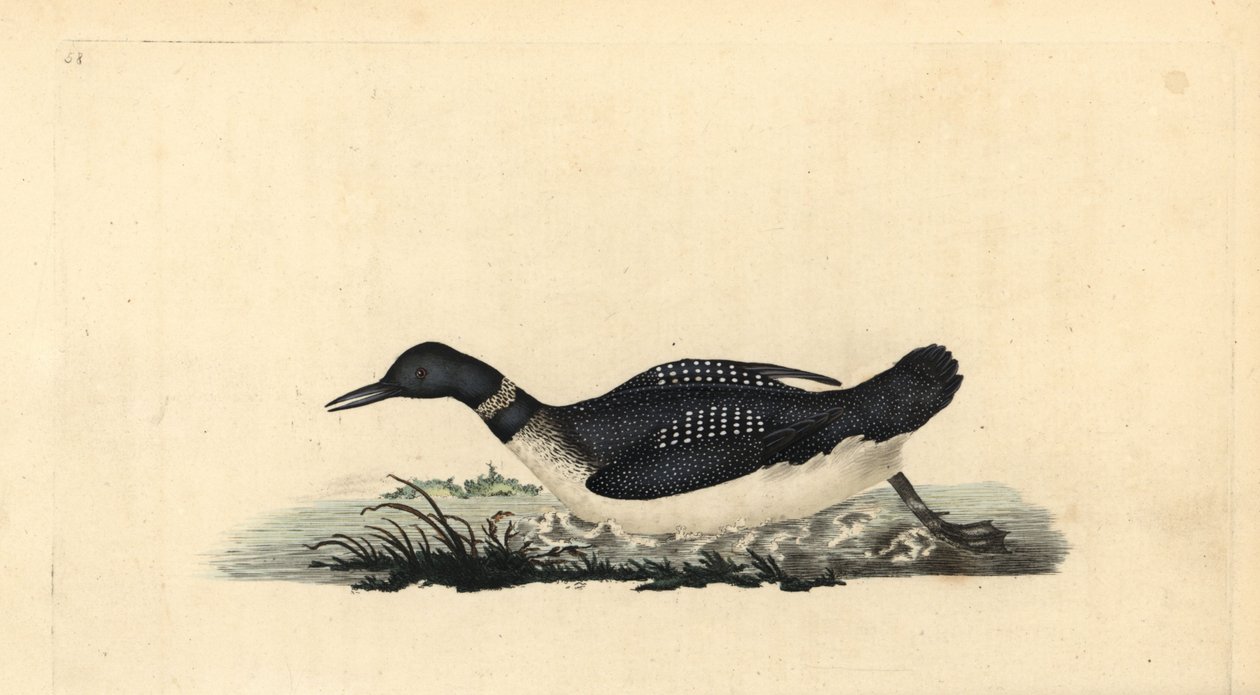 IJsduiker, Gavia immer door Edward Donovan