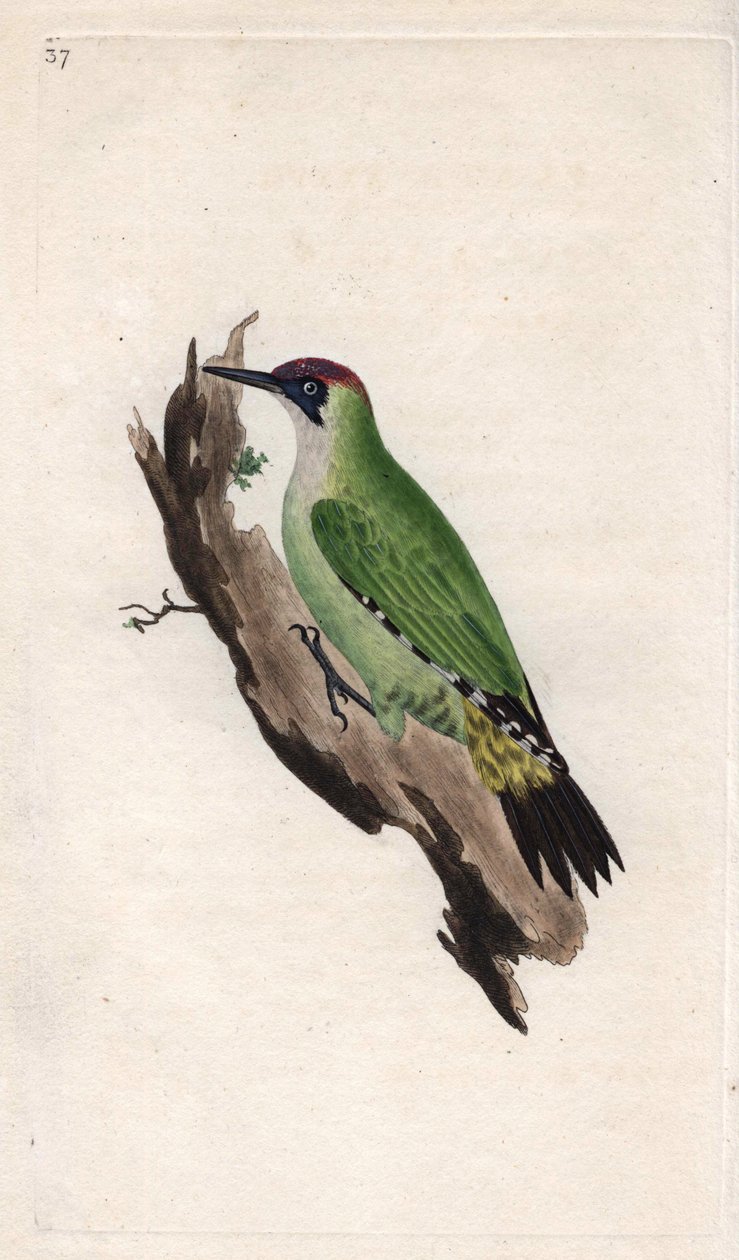 Groene specht. Picus viridis. Kopergravure door Edward Donovan (1768-1837), gepubliceerd in Histoire naturelle des oiseaux britanniques, Londen door Edward Donovan