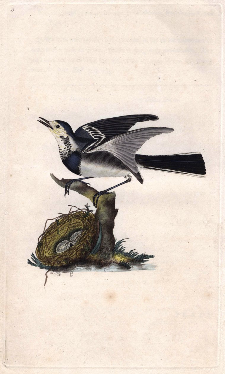 Grijze Bergeronnette. Motacilla alba. Kopergravure door Edward Donovan (1768-1837), gepubliceerd in Histoire naturelle des oiseaux britanniques, Londen door Edward Donovan