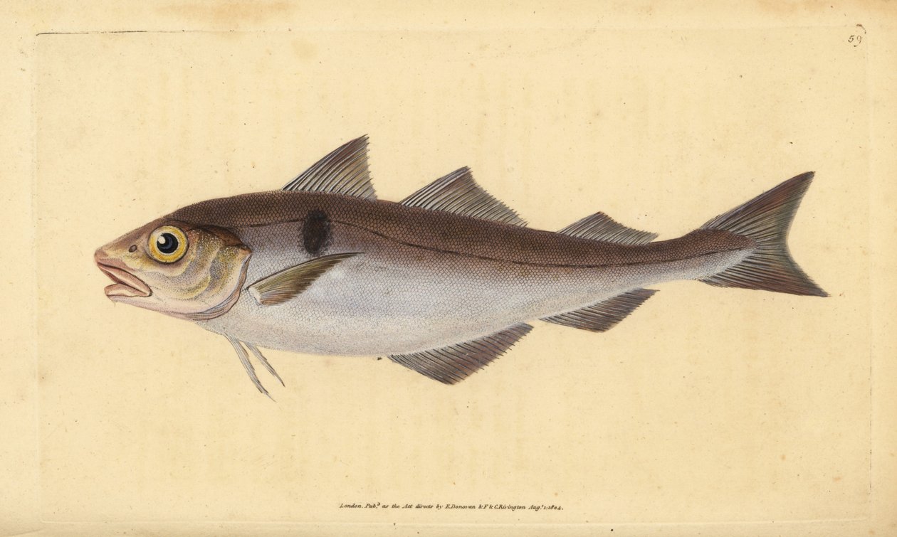 Schelvis, Melanogrammus aeglefinus (Gadus aeglefinus). Kwetsbaar. Handgekleurde koperplaat getekend en gegraveerd door Edward Donovan uit zijn Natural History of British Fishes, Donovan en F.C. en J. Rivington, Londen door Edward Donovan