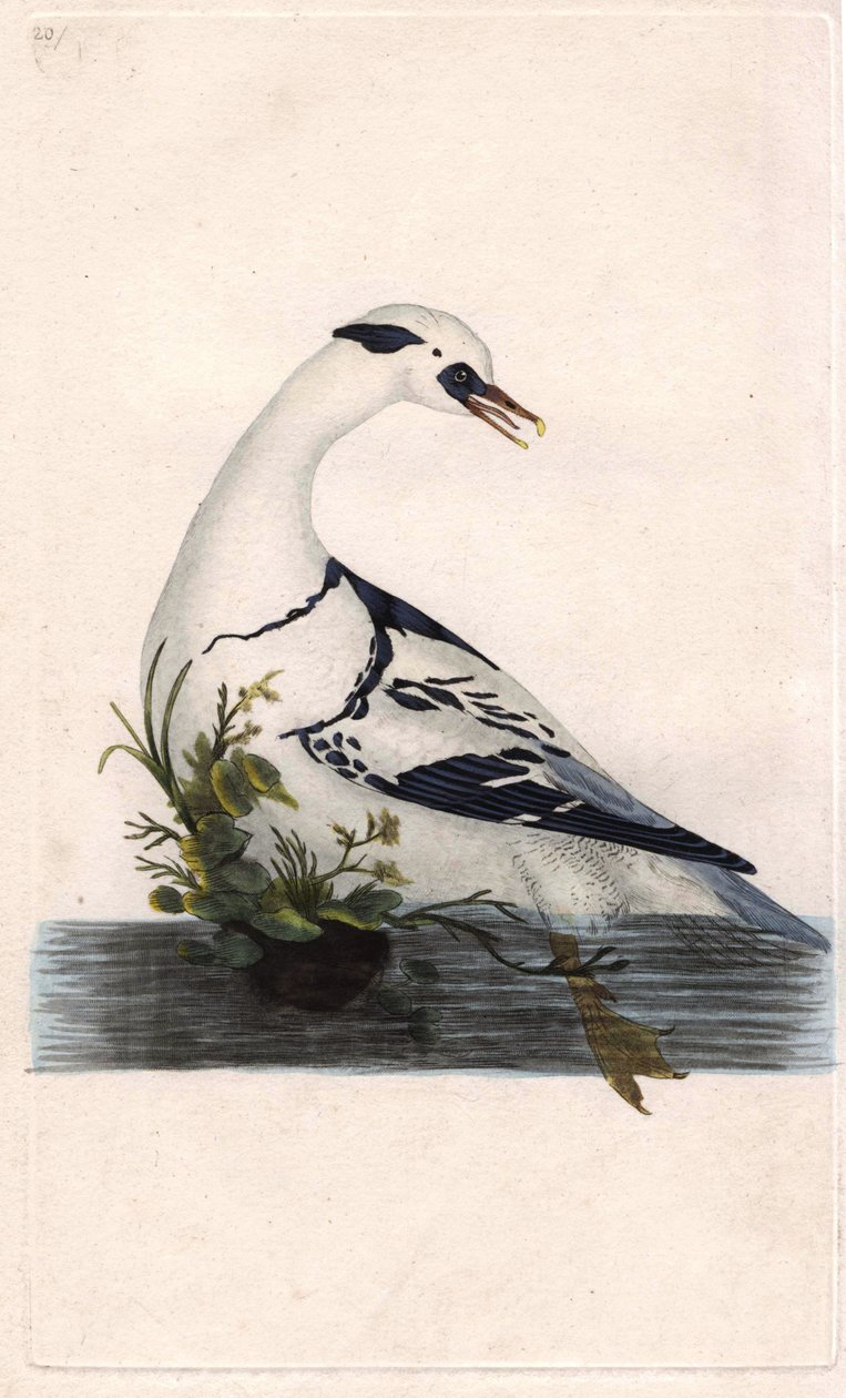 Nonnetje. Mergus albellus. Kopergravure door Edward Donovan (1768-1837), gepubliceerd in Histoire naturelle des oiseaux britanniques, Londen door Edward Donovan