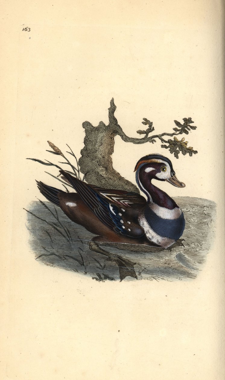 Harlekijneend, Histrionicus histrionicus door Edward Donovan