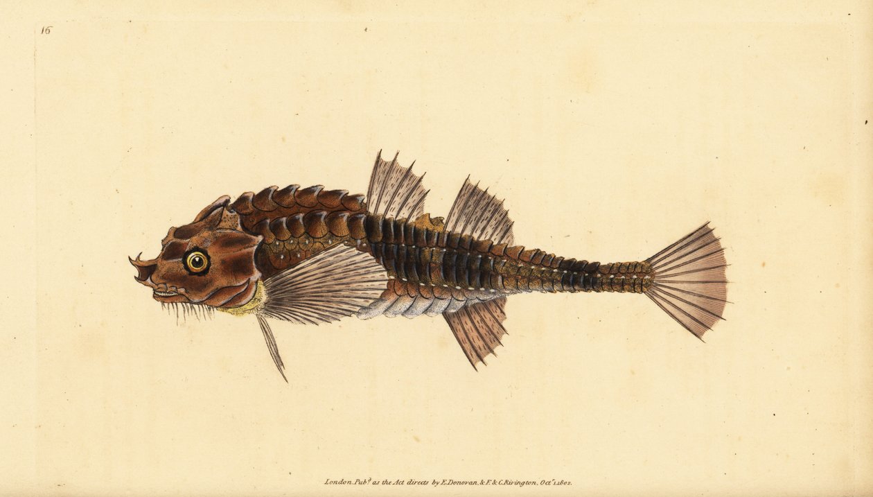 Haakneus, Agonus cataphractus (Pogge of gewapende stierkop, Cottus cataphractus). Handgekleurde kopergravure getekend en gegraveerd door Edward Donovan uit zijn Natural History of British Fishes, Donovan en F.C. en J. Rivington, Londen door Edward Donovan