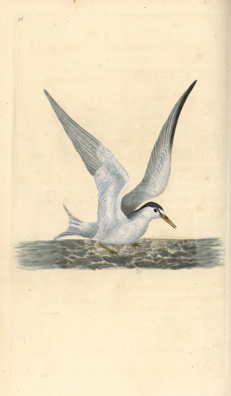 Dwergstern, Sternula albifrons. Handgekleurde koperplaat getekend en gegraveerd door Edward Donovan uit zijn eigen Natural History of British Birds, Londen door Edward Donovan